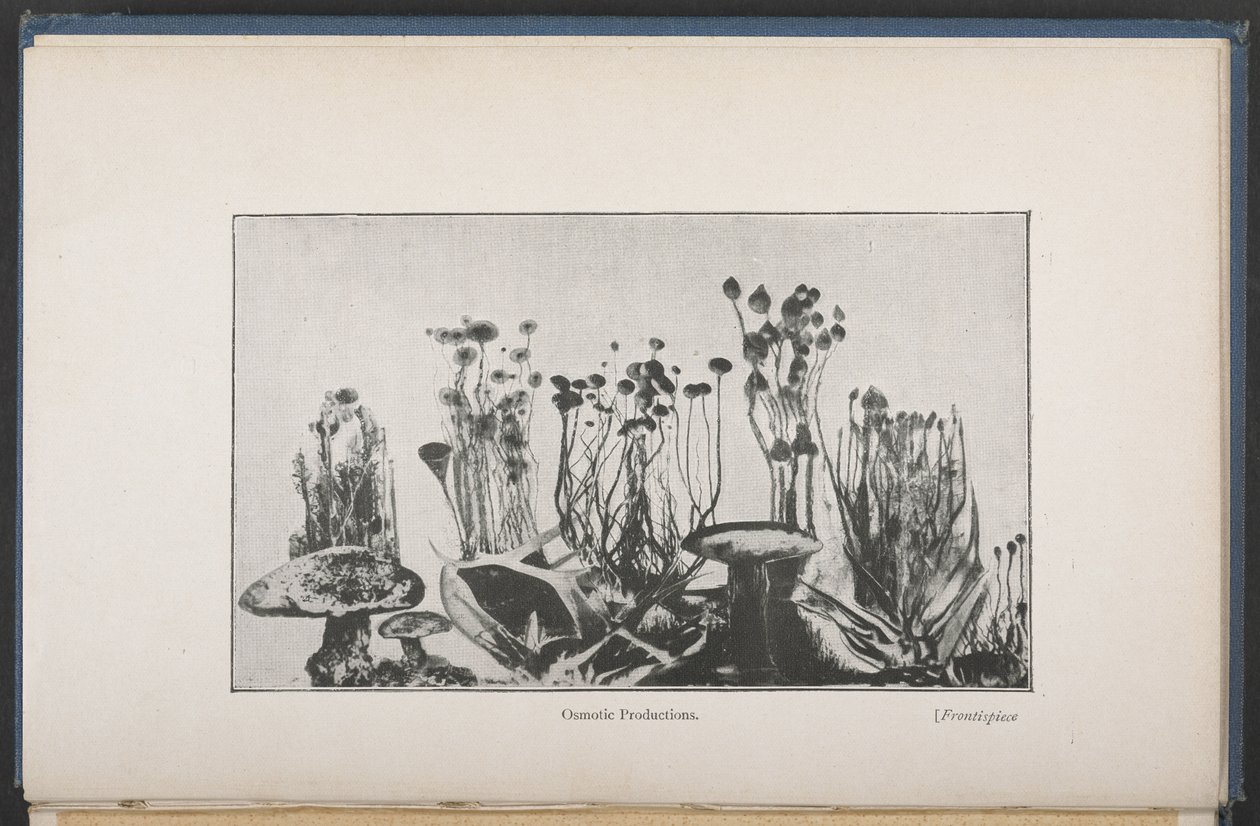 Vegetación osmótica, Fig. 62, pág. 163, de 