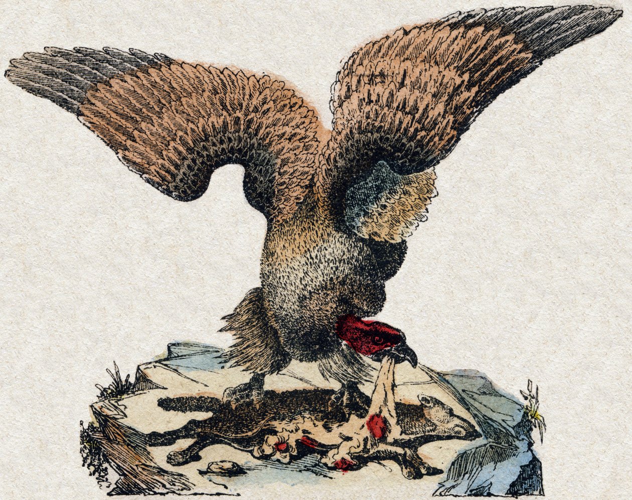 Buitre. Grabado en “Alfabeto de animales salvajes”. 9ª Serie. Imágenes de Epinal, Pellerin, impresor-editor, circa 1870. Colección privada. de French School