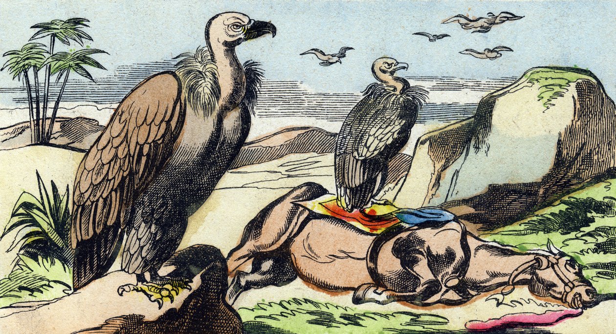 Buitres. Grabado en "Buffon Alphabet des Oiseaux n 1". 3ª Serie N 1. Imágenes de Epinal, Epinal, finales del siglo XIX. 16 páginas. de French School