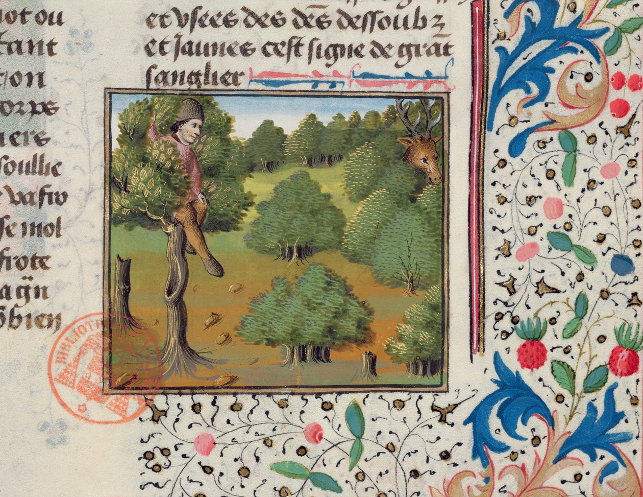 Esperando ciervos escondidos en un árbol, del Livre de la Chasse por Gaston Phebus de French School