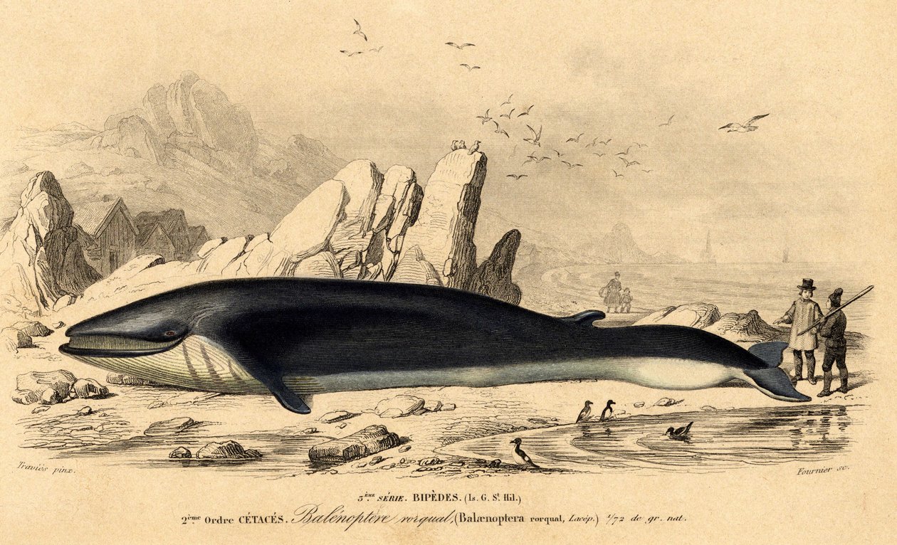 Ballena o baleinóptero (Balaenoptera rorqual) de French School