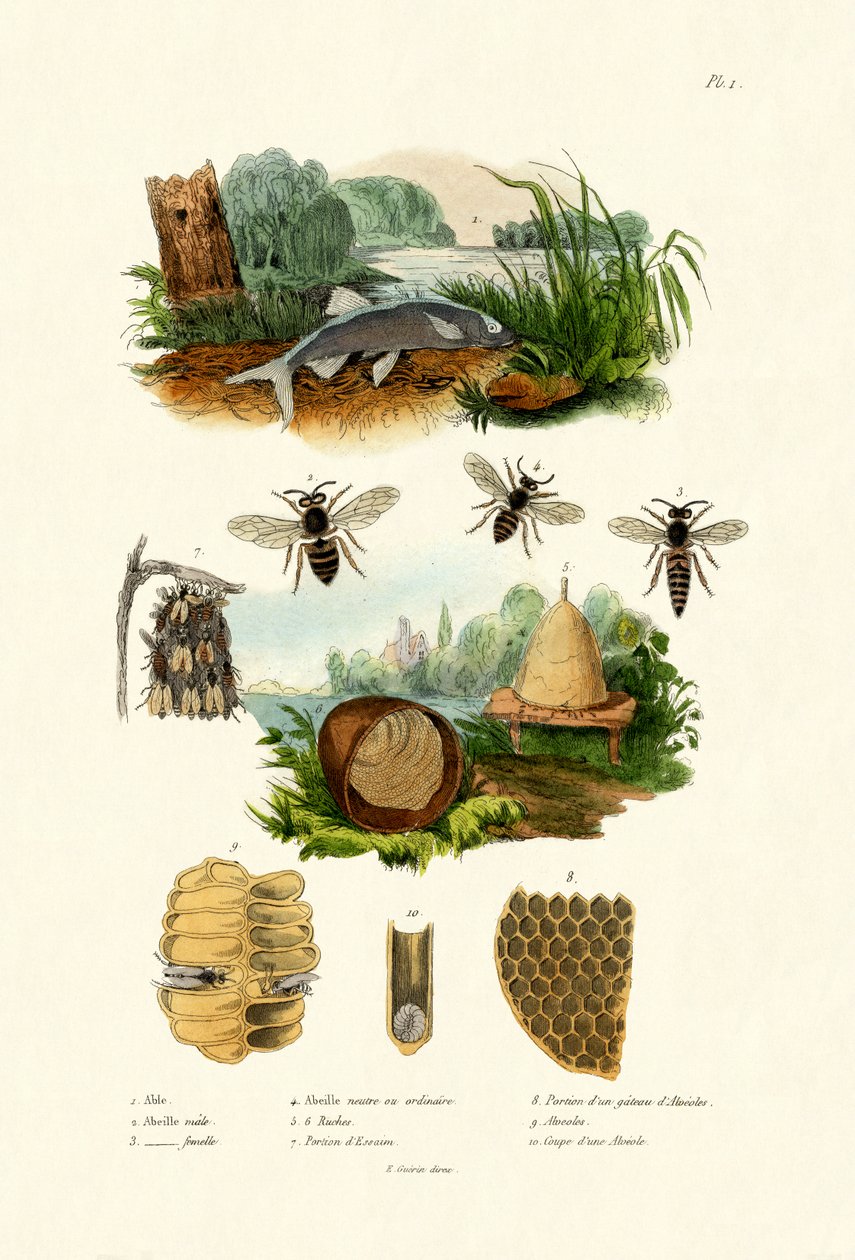 Álamo Blanco, 1833-39 de French School