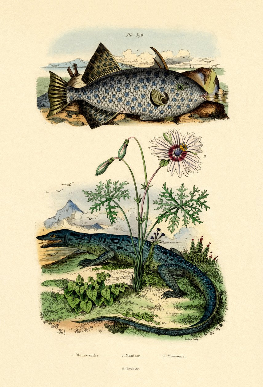 Pez lima manchado, 1833-39 de French School