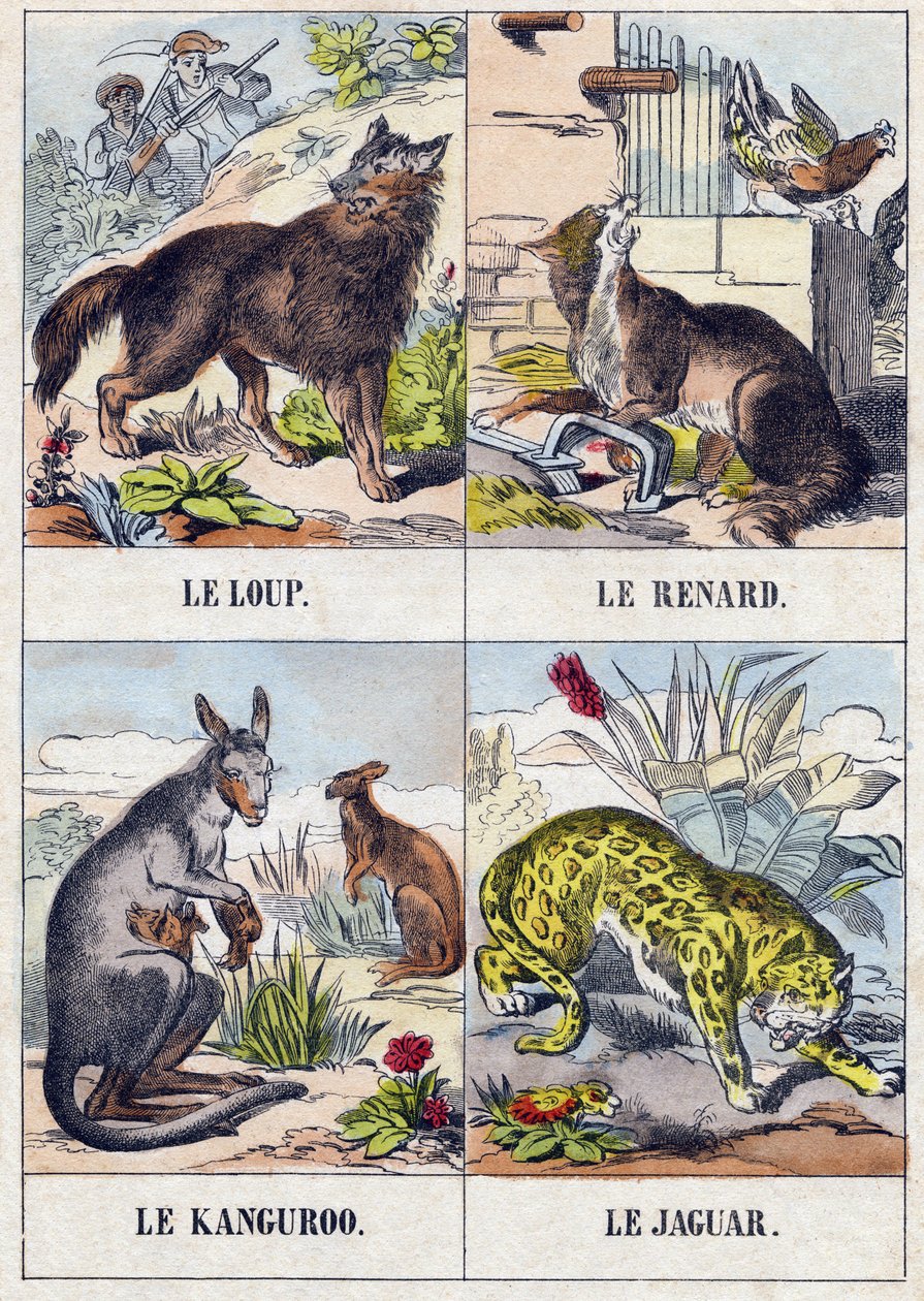 Lobo; Zorro; Canguro; Jaguar. Grabado en "Buffon Alphabet des Animaux". 3ª Serie N 1. Imágenes de Epinal, Epinal, finales del siglo XIX. 16 páginas. de French School