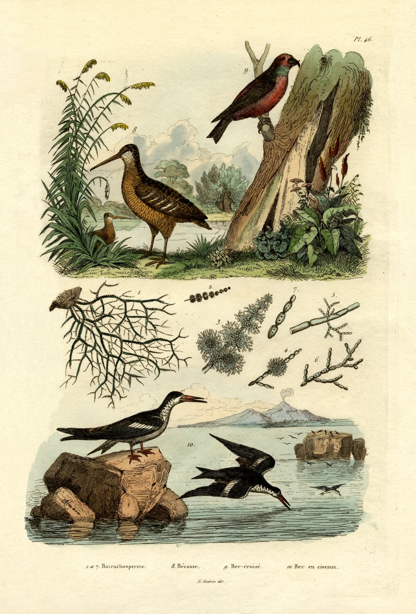 Becada, 1833-39 de French School