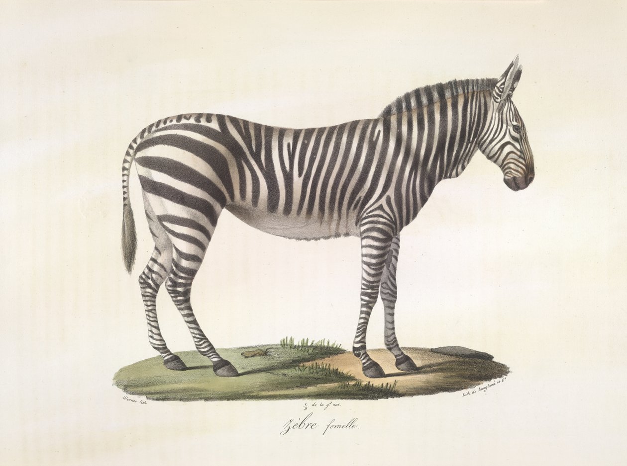 Cebra hembra. Cebra hembra, de Historia natural de los mamíferos (litografia en color) de French School