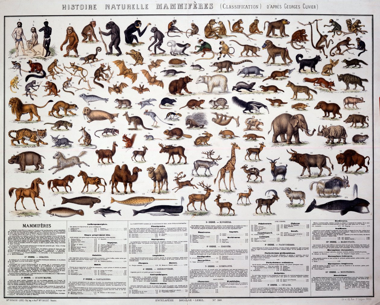 Zoología: clasificación de los mamíferos según el biólogo francés Georges Cuvier (1769-1832). Tabla de Historia Natural de French School