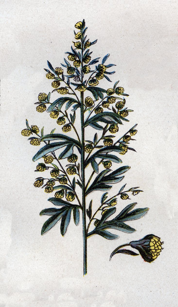 ilustración en Mon docteur - traite de medecine et d