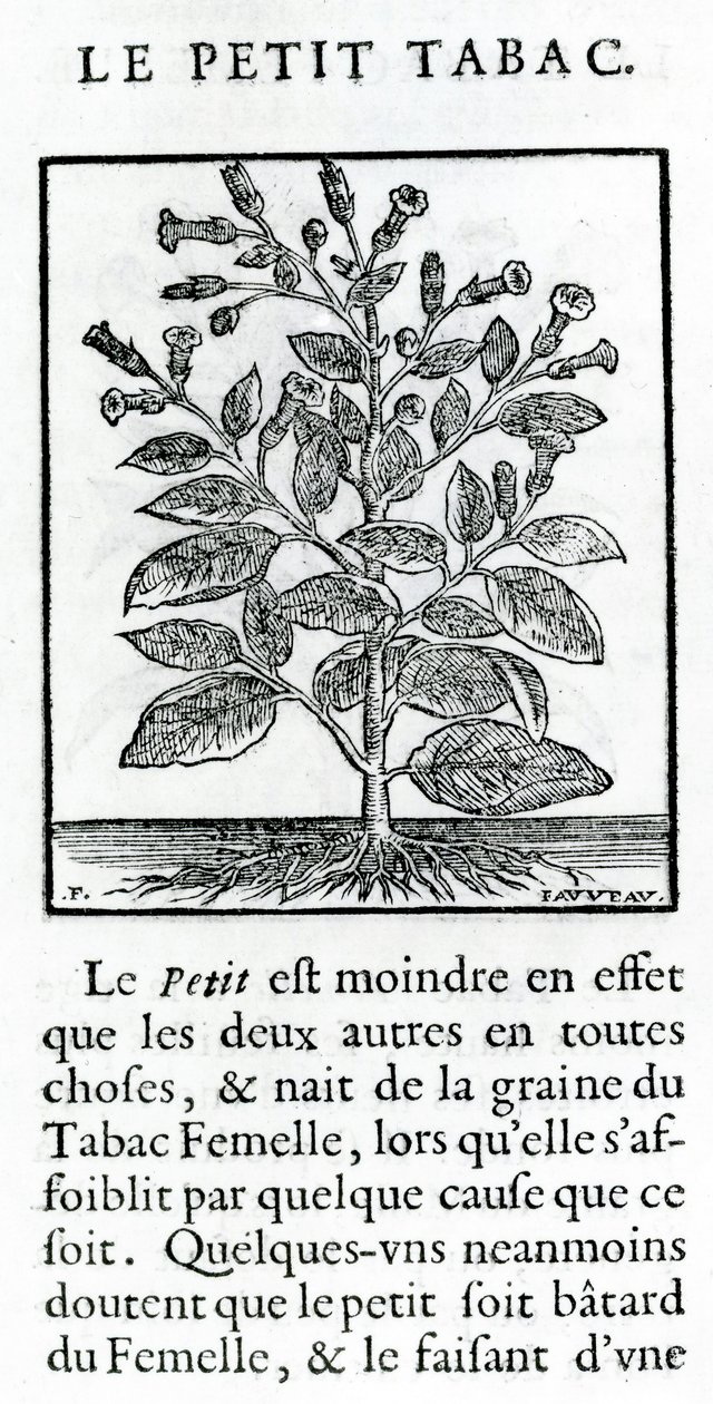 Le Perit Tabac, Ilustración de Discours du Tabac por Jean Le Royer de Prade, 1671 de French School