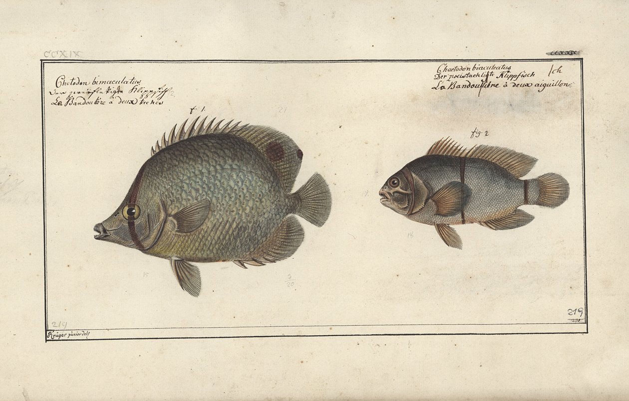 Chaetodon ocellatus, antes de 1790 de Friedrich August Kruger