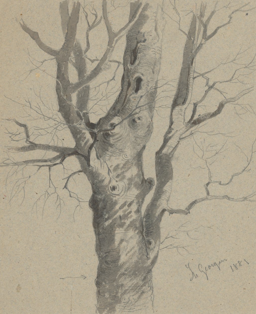 Estudio de un tronco de árbol nudoso de Friedrich Carl von Scheidlin