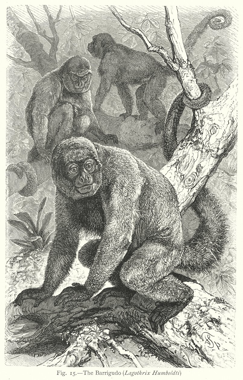 El Barrigudo (Lagothrix Humboldti) (grabado) de Friedrich Specht