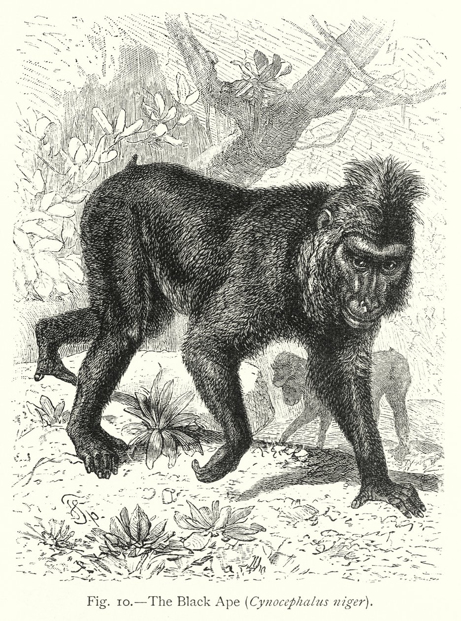  de Friedrich Specht