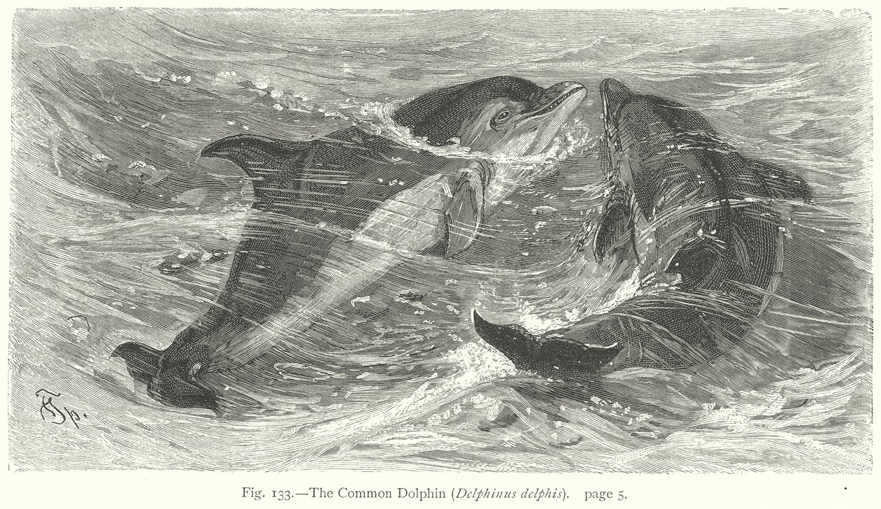 El delfín común (Delphinus Delphis) (grabado) de Friedrich Specht
