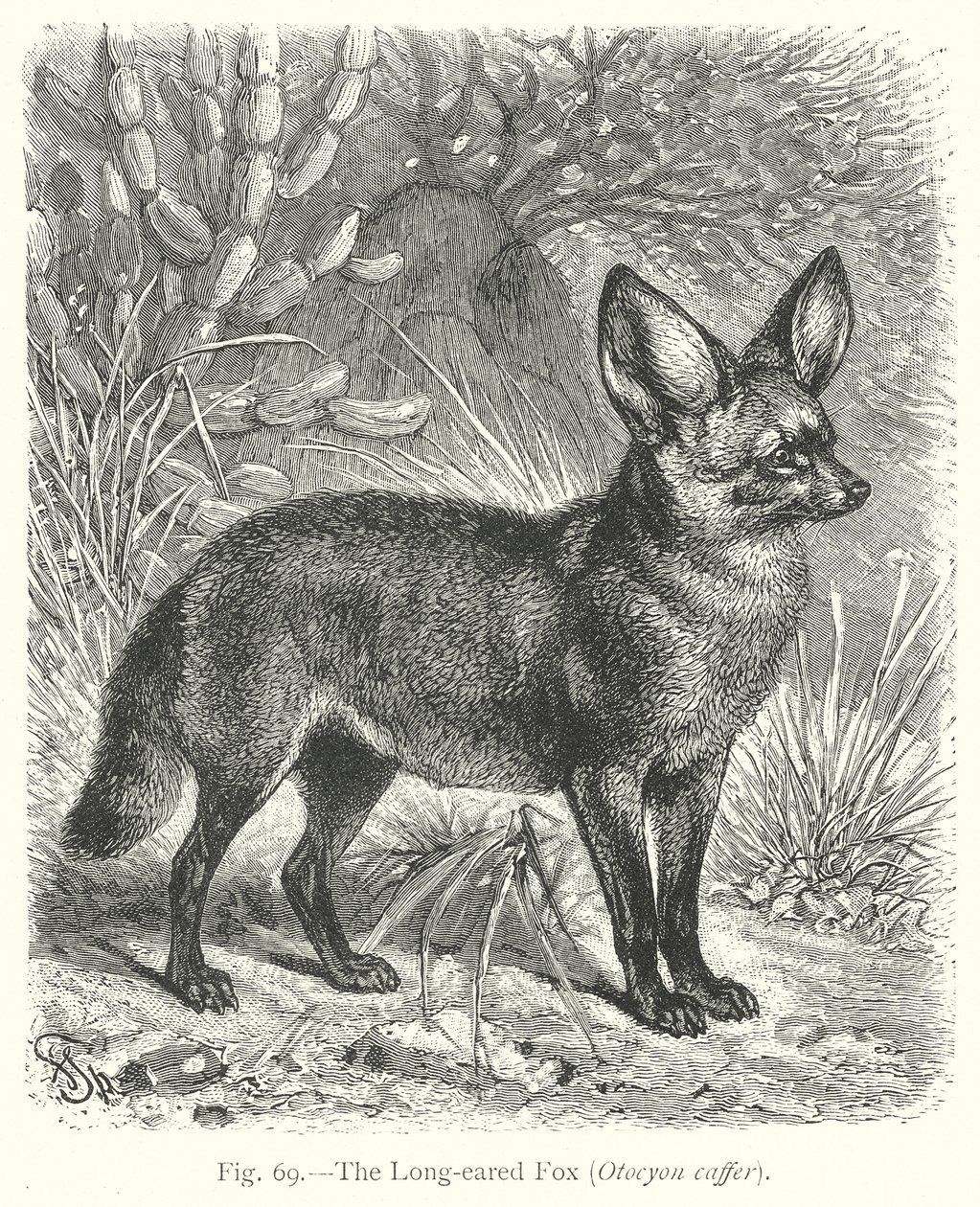  de Friedrich Specht