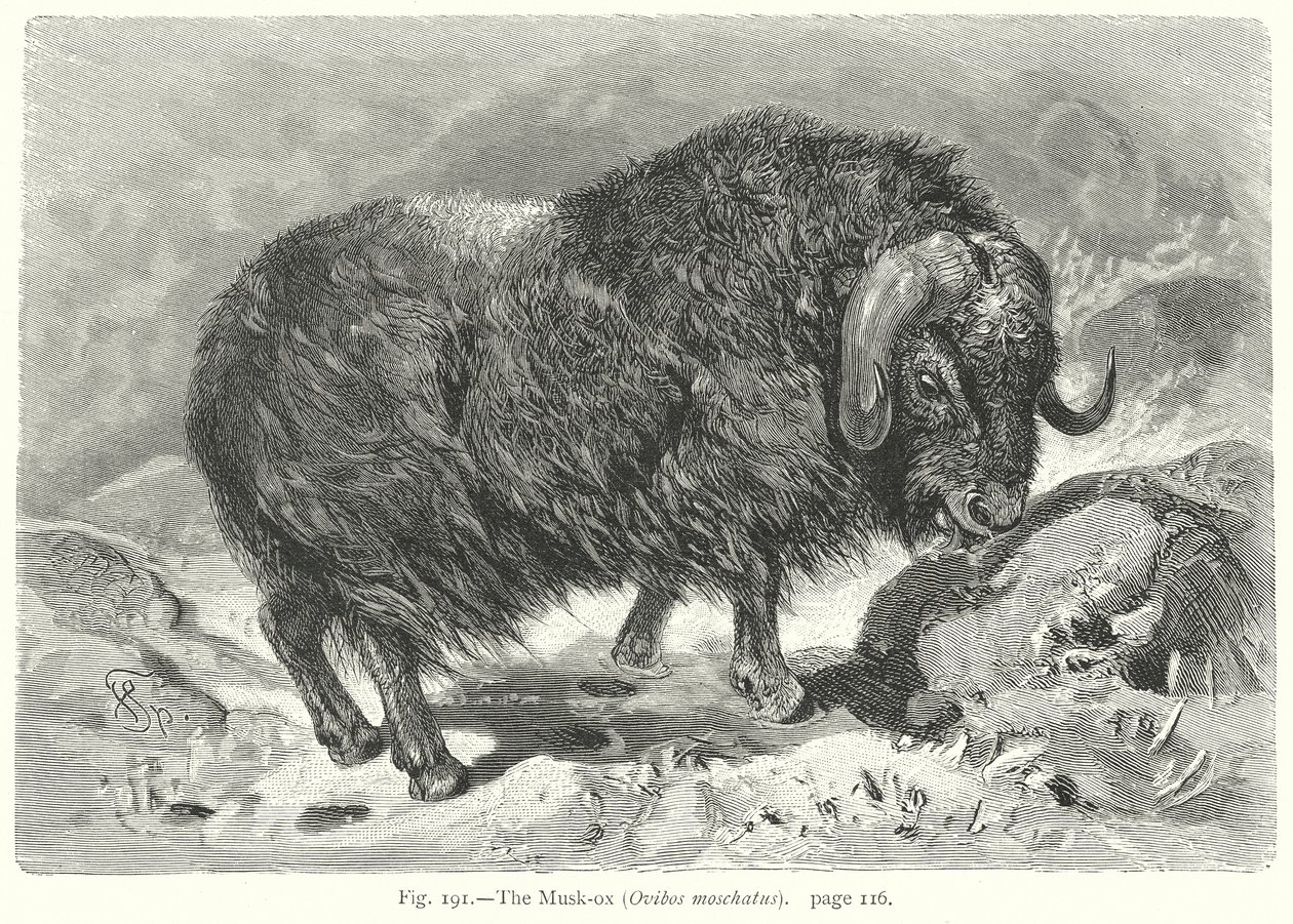 El buey almizclero (Ovibos Moschatus) (grabado) de Friedrich Specht