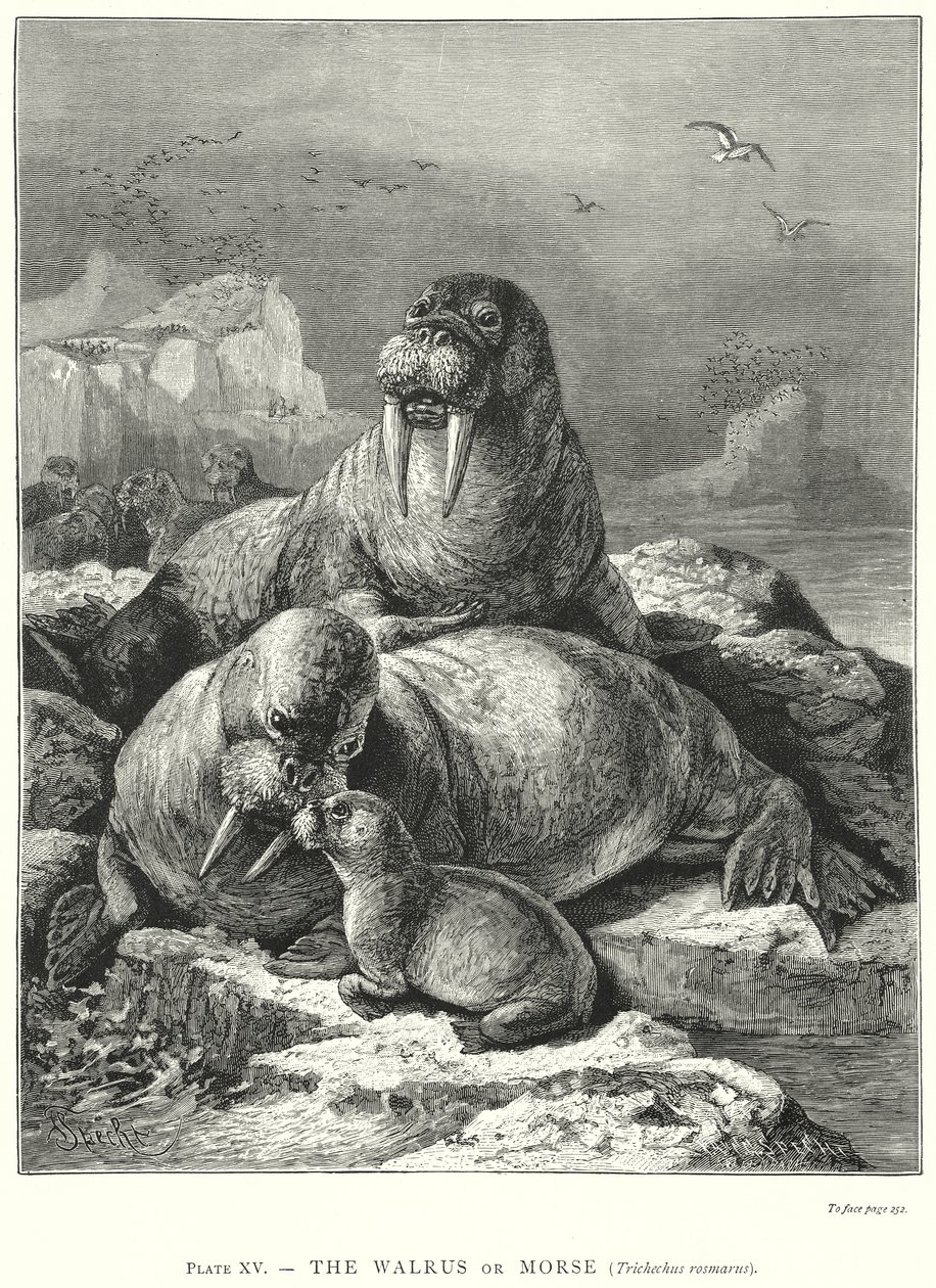  de Friedrich Specht