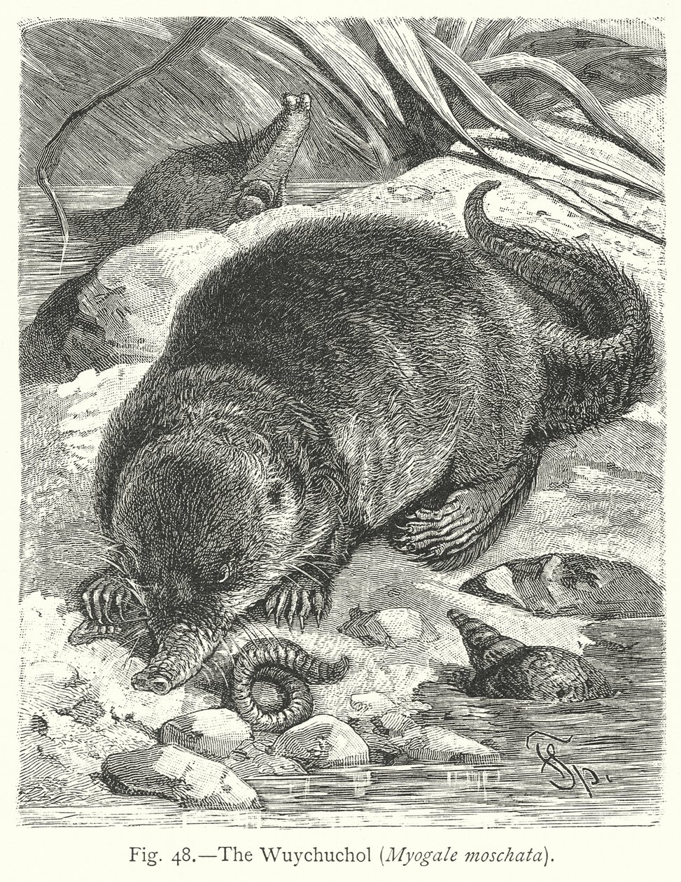  de Friedrich Specht