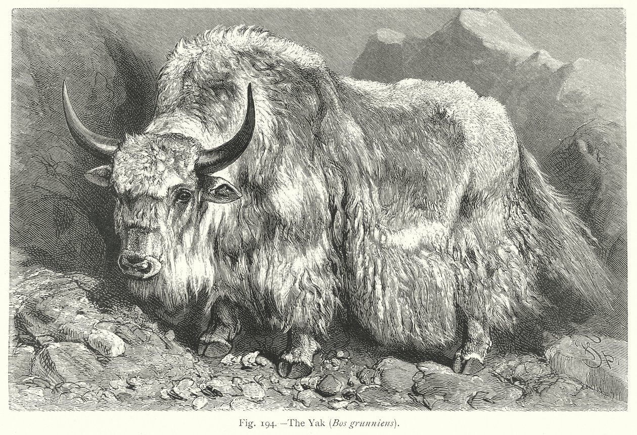 El Yak (Bos Grunniens) (grabado) de Friedrich Specht