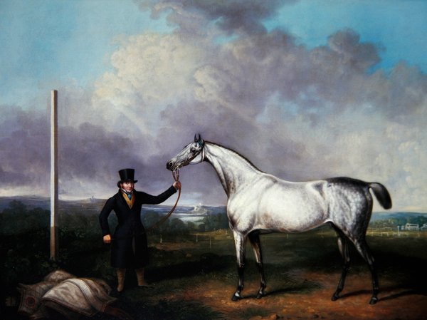 Caballero sosteniendo un caballo de carreras gris en un curso de G. Jackson
