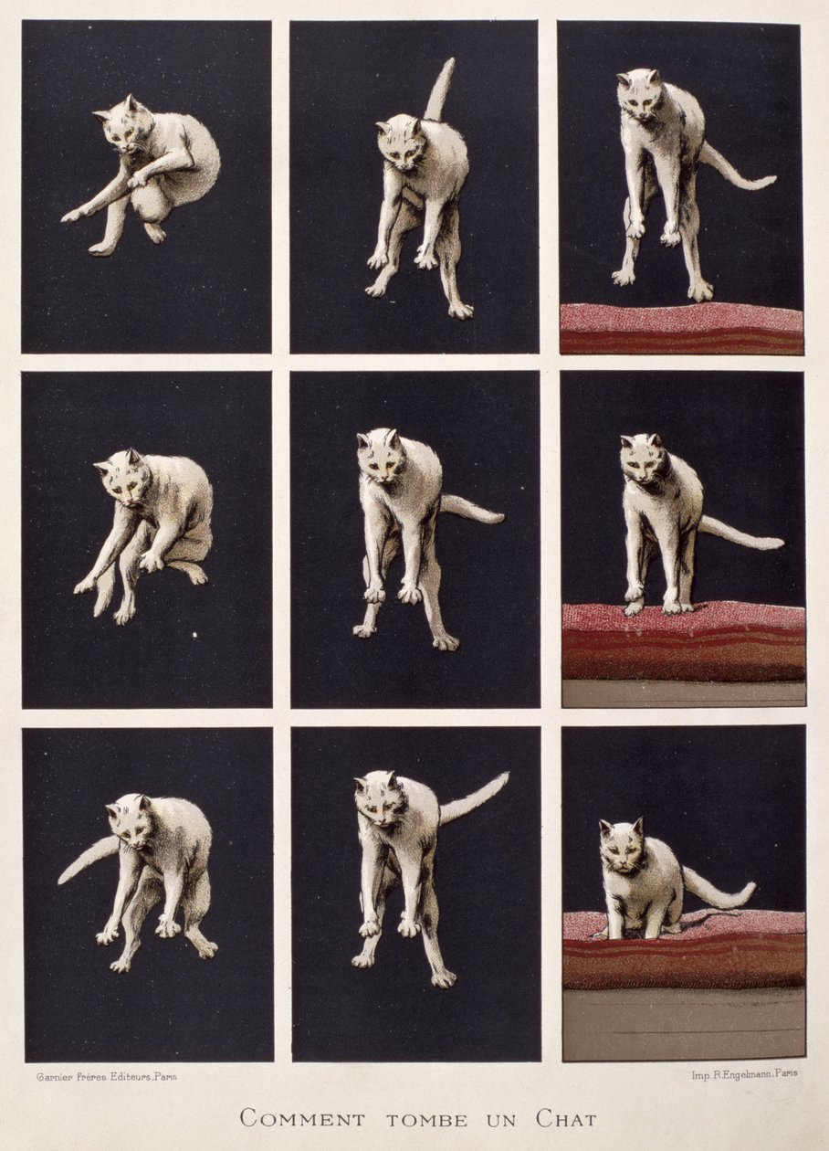 Cómo cae un gato, de Les Dernieres Merveilles de la Science por Daniel Bellet de G. Lasellaz