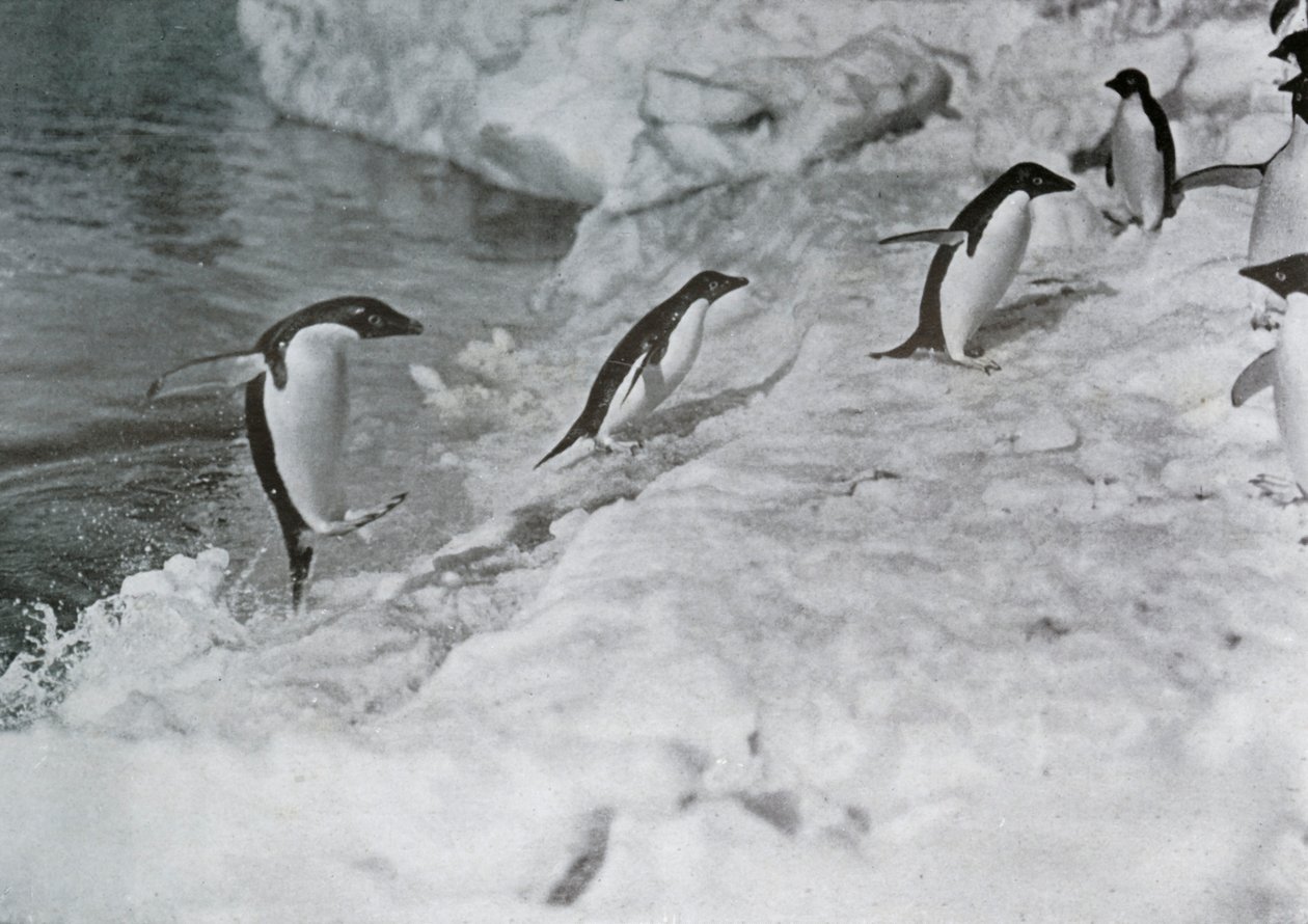 Pingüinos saltando sobre el borde de hielo, c1911, 1913 de G. Murray Levick