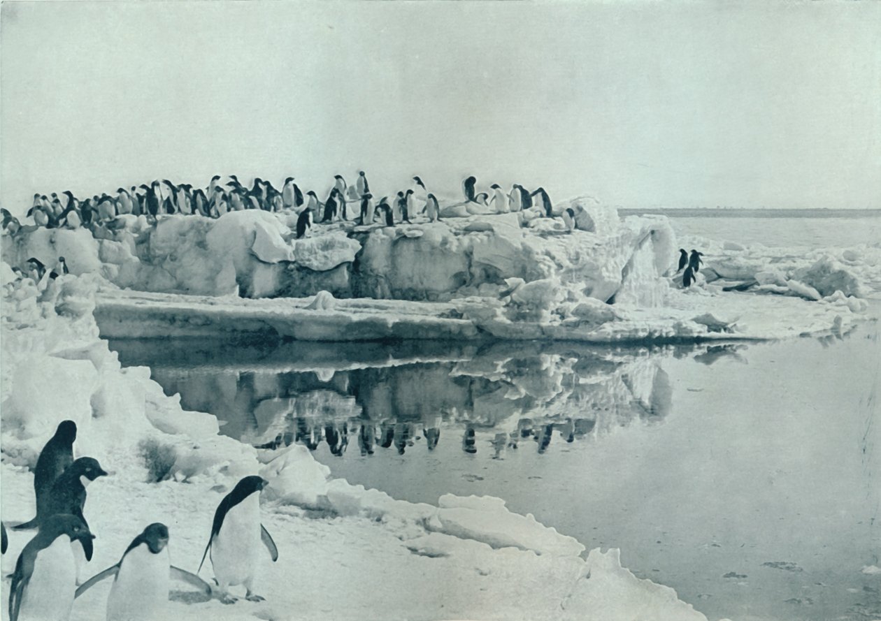 Pingüinos en el Hielo, c1911, 1913 de G. Murray Levick