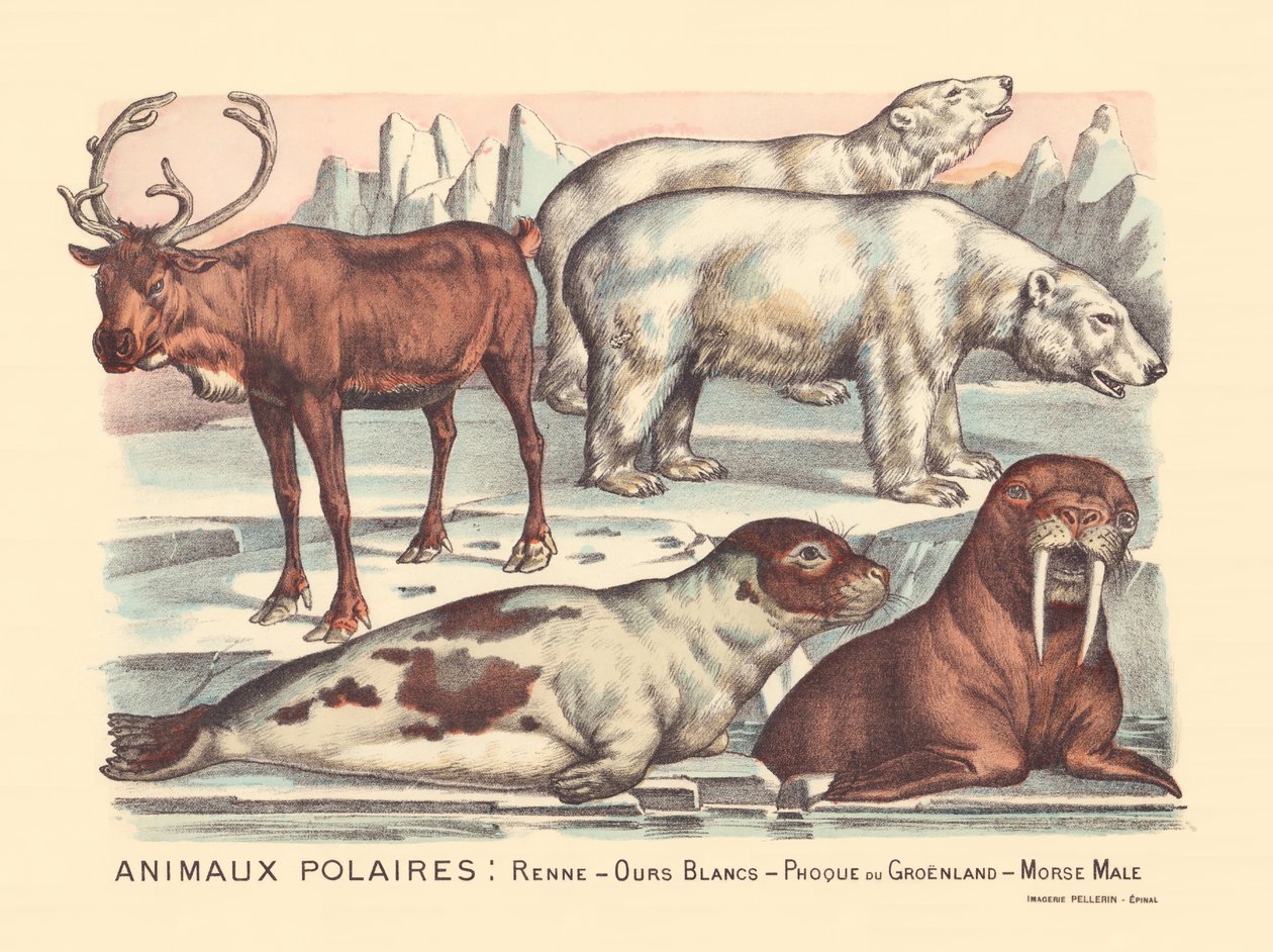 Página 14: Animales polares: renos, osos polares, foca arpa, morsa macho de Gabriel Gostiaux