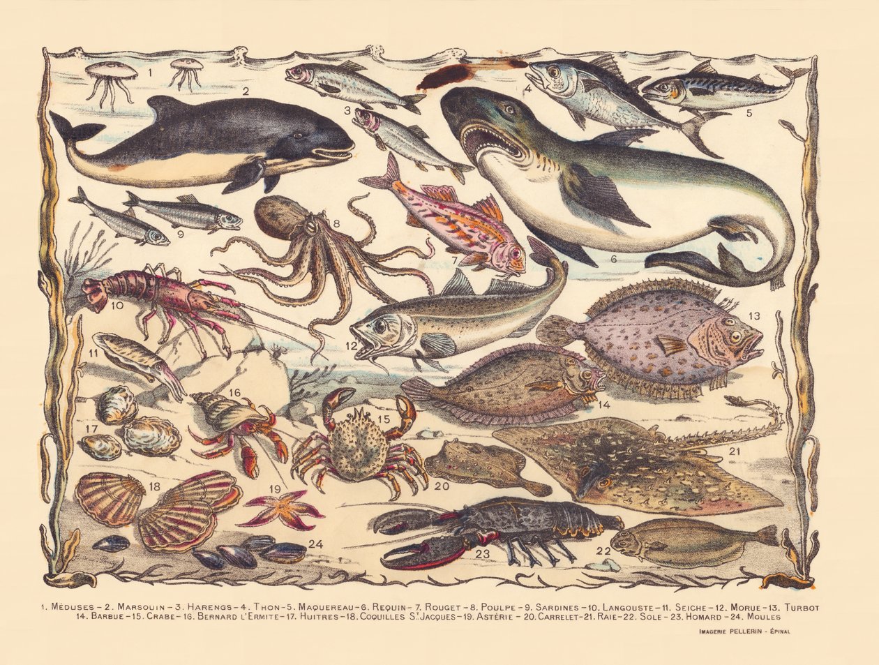 Página 16: Medusa, marsopa, arenque, atún, caballa, tiburón, mújol, pulpo, sardinas, langosta, sepia, bacalao, rodaballo, barba, cangrejo, ermitaño Bernard, ostras, vieiras, asteria, teja, raya, lenguado, langosta, mejillones de Gabriel Gostiaux