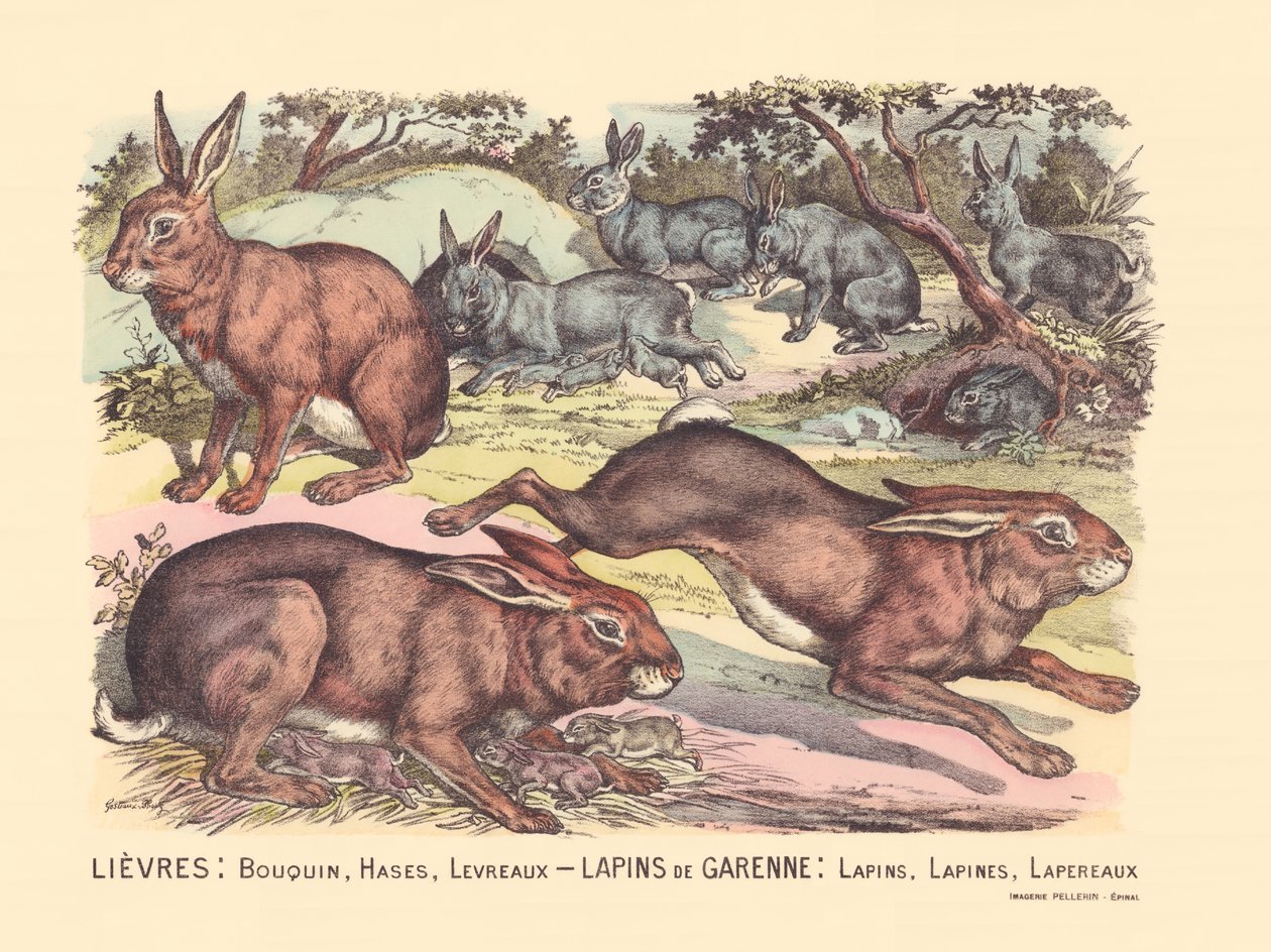 Página 12: Liebres: libro, hases, labios Conejos de Garenne: conejos, conejos, conejos de Gabriel Gostiaux