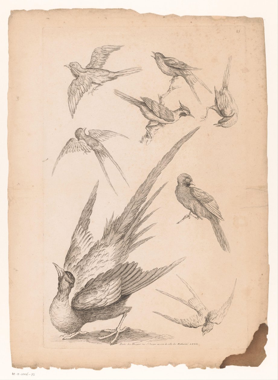 Ocho pájaros chinos, posiblemente incluidas las aves del paraíso. Varias aves chinas (título de la serie) Livre des differentes éspeces d