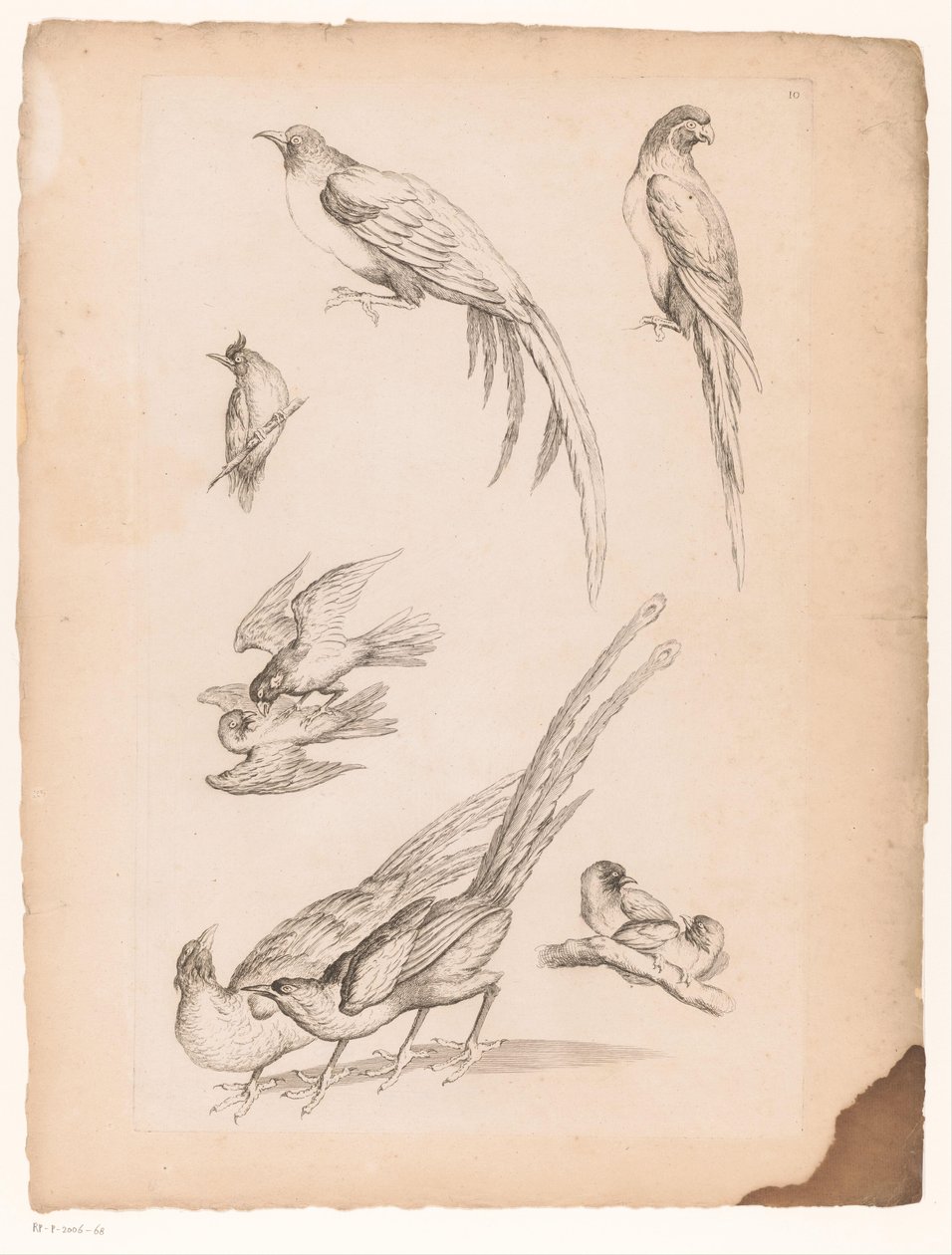 Nueve pájaros chinos Varias aves chinas (título de la serie) Livre des differentes éspeces d