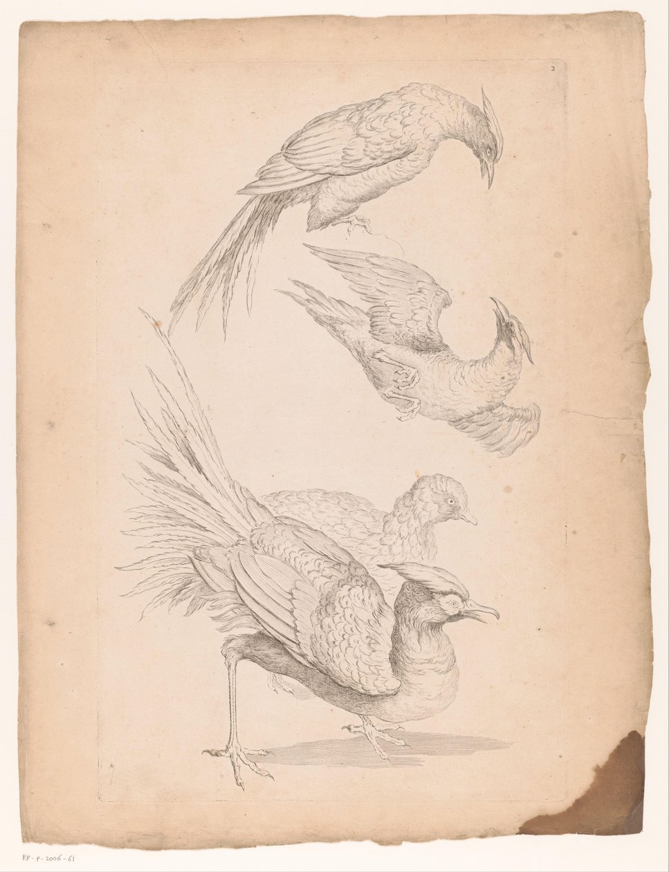Cuatro pájaros chinos, posiblemente aves del paraíso Varias aves chinas (título de la serie) Livre des differentes éspeces d