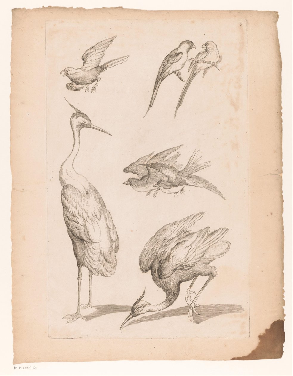 Siete pájaros chinos, incluyendo garzas y cotorras Varias aves chinas (título de la serie) Livre des differentes éspeces d