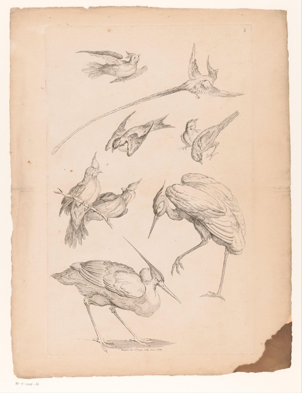 Nueve pájaros chinos, incluida una garza y ​​posiblemente aves del paraíso. Varios pájaros chinos (título de la serie) Livre des differentes éspeces d