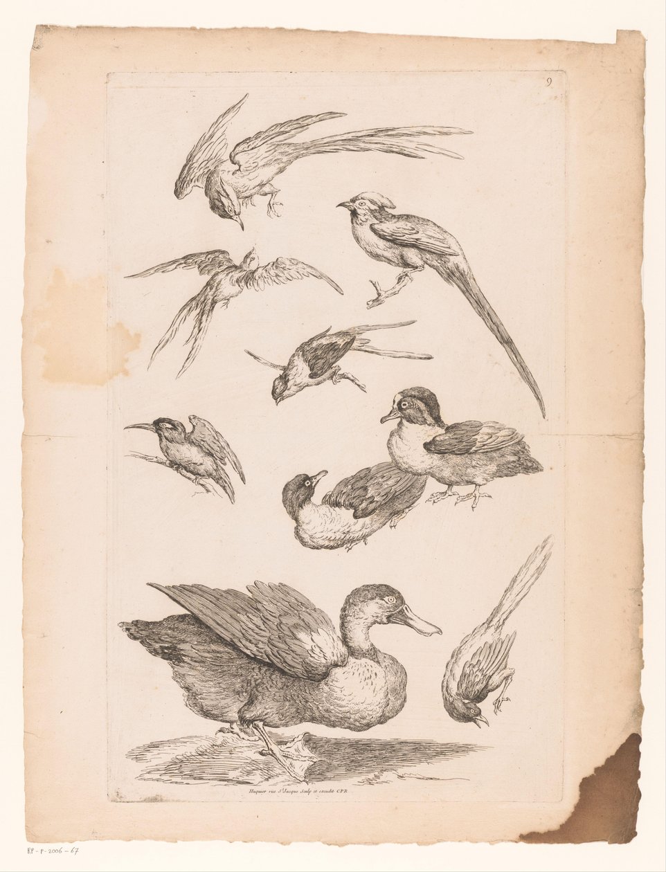 Nueve pájaros chinos, incluidos patos, un martín pescador y posiblemente aves del paraíso. Varios pájaros chinos (título de la serie) Livre des differentes éspeces d