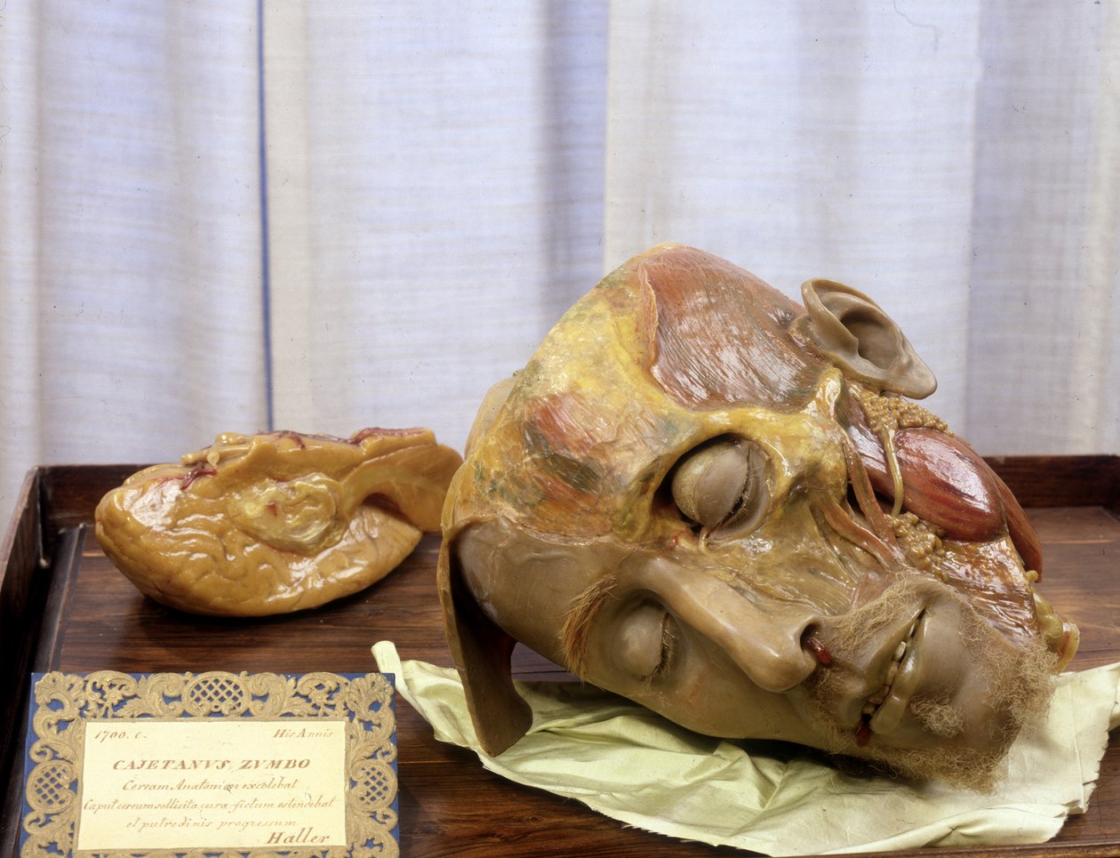 Imagen desconocida de Gaetano Giulio Zumbo