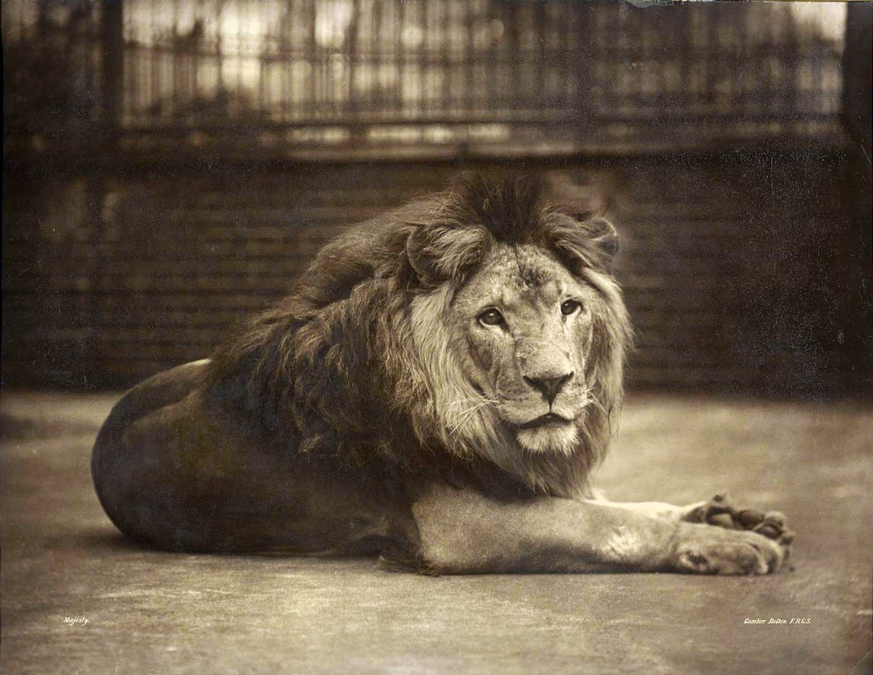 Retrato de Majestad, c.1890 de Gambier Bolton