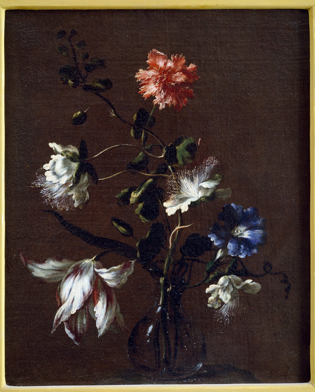 Naturaleza muerta de flores de alcaparra, claveles, campanillas y tulipanes de Gasparo Lopez