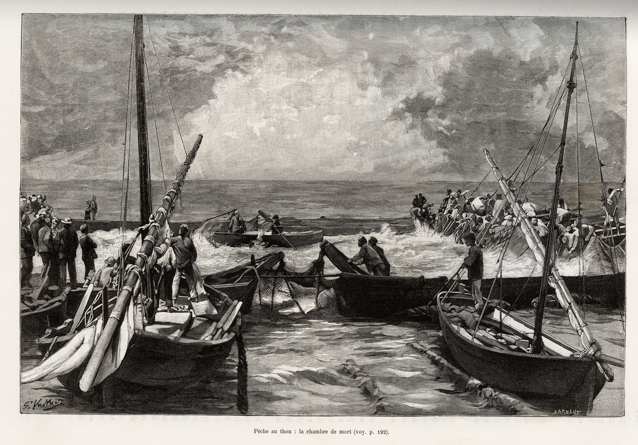 Pesca de atún (matanza): la cámara de la muerte, los atunes presionados en un espacio reducido son cubiertos por los arpones de los pescadores. Ilustración de “La Sardaigne” por Gaston Vuillier (1845-1915), en 1890, en Le tour du monde, nouveau journal des de Gaston Vuillier