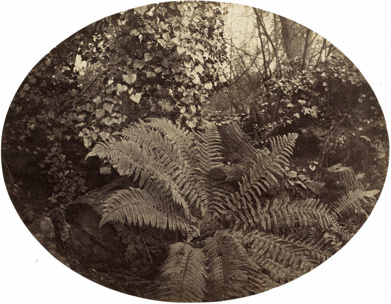 Frondas invernales del helecho espinoso,c. 1862 (foto) de Geoffrey Bevington