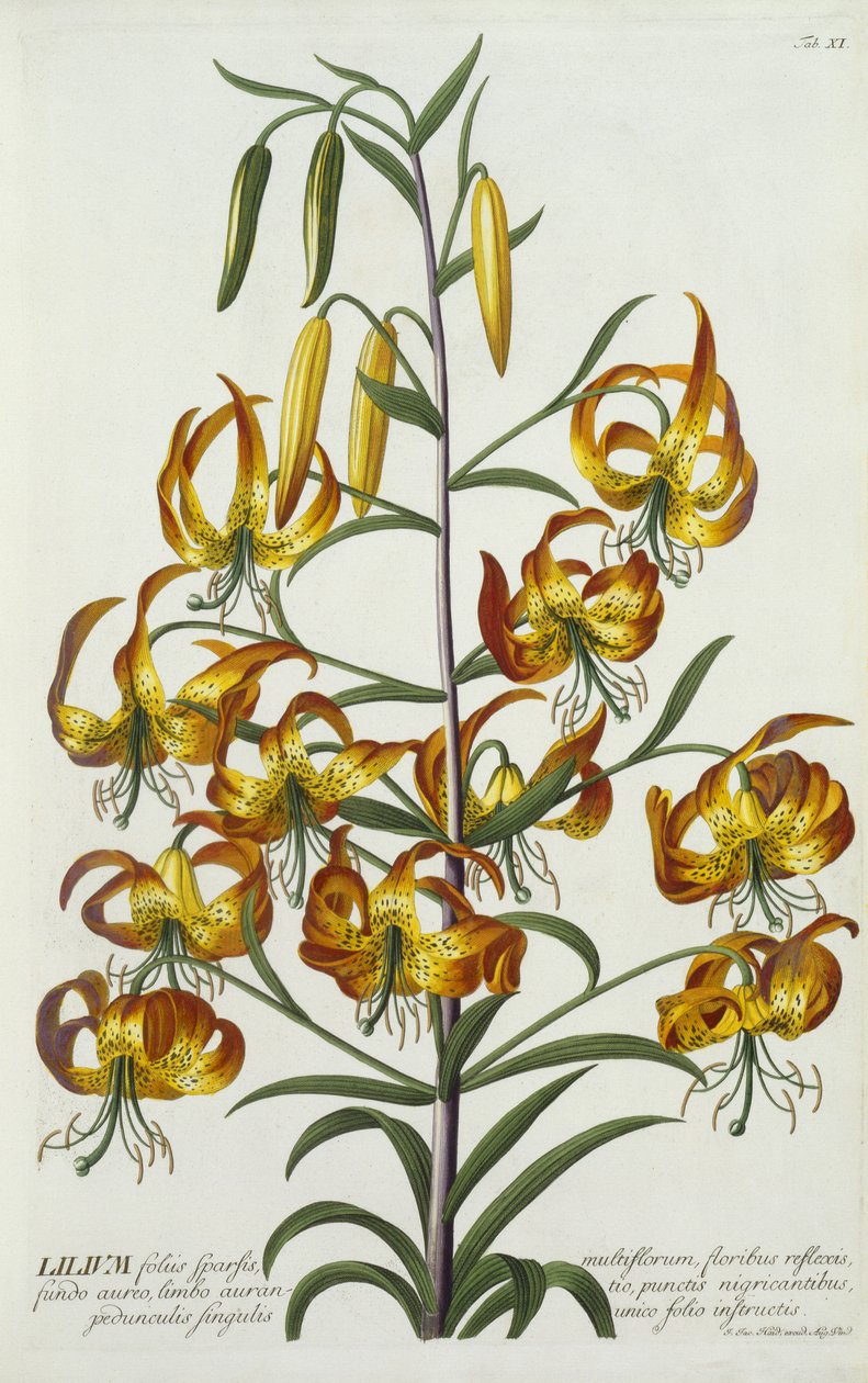 Lirio turco americano, c.1740 de Georg Dionysius Ehret