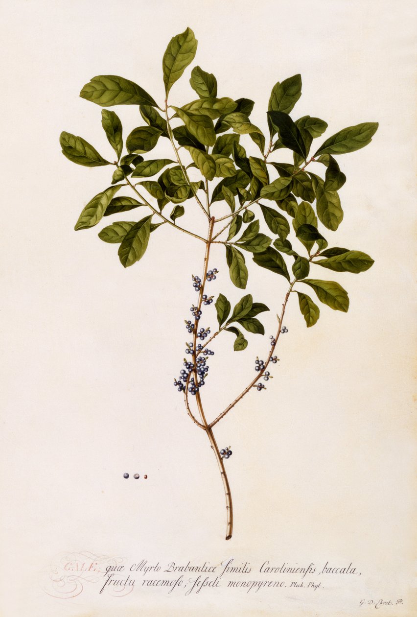 Bayberry o Myrtle, c.1746 de Georg Dionysius Ehret