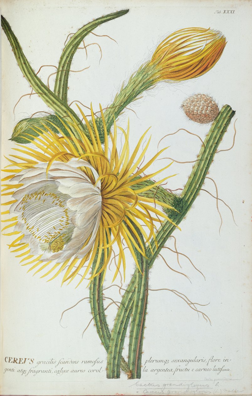 Cactus: Cereus, de 