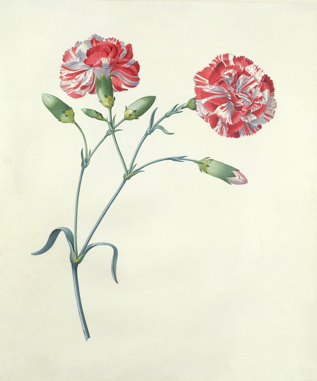 Clavel de Georg Dionysius Ehret