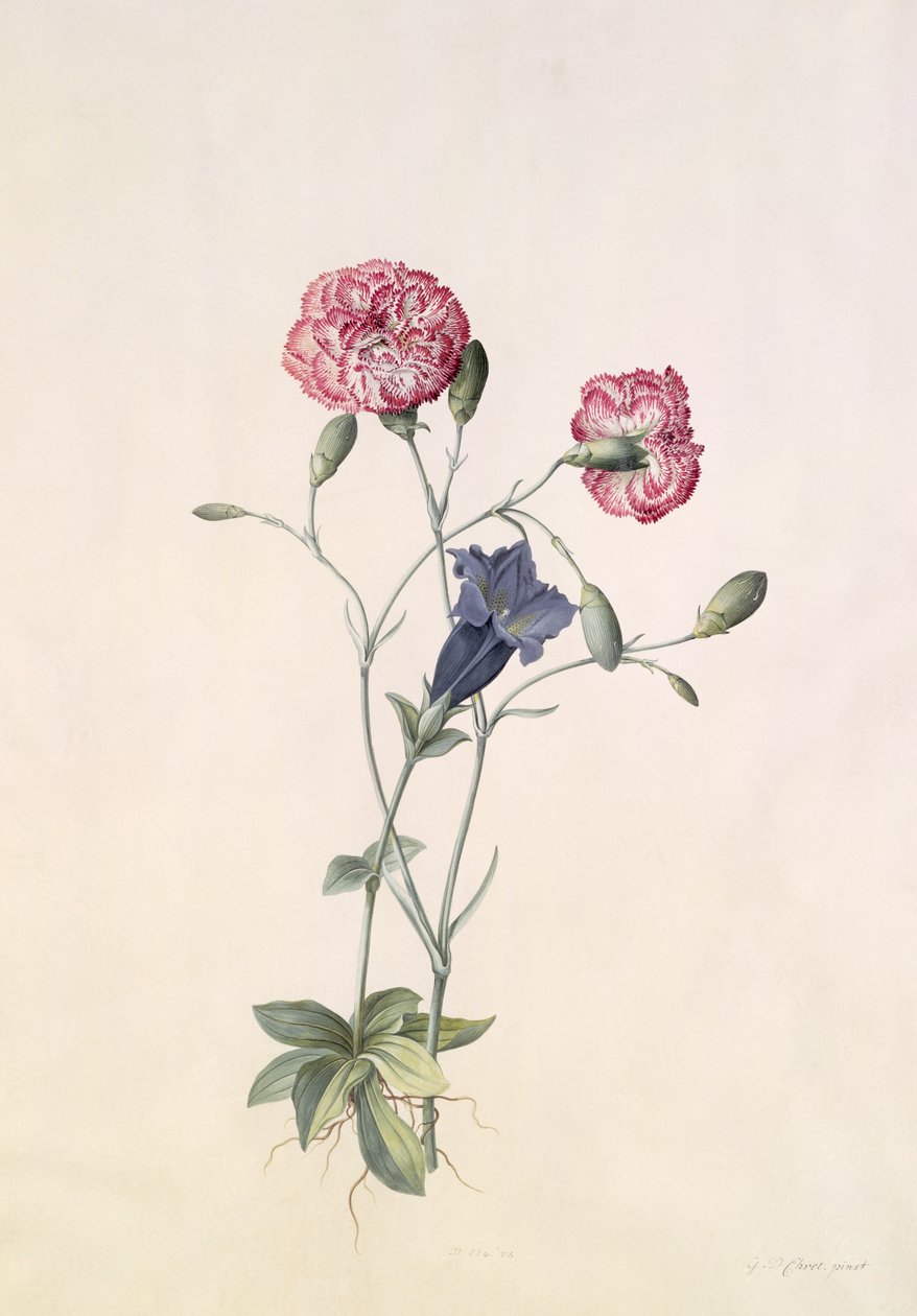 Clavel y genciana de Georg Dionysius Ehret