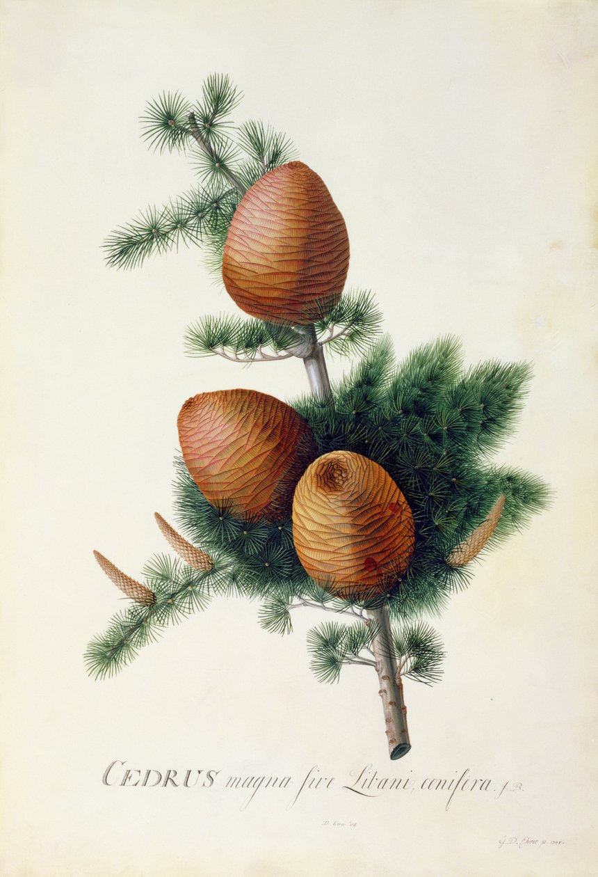 Cedrus Libani, 1744 de Georg Dionysius Ehret