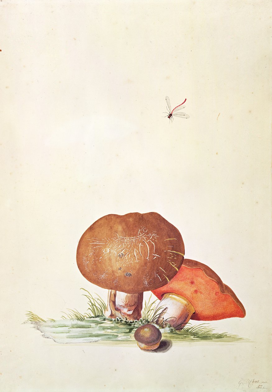 Hongo Cep con libélula damisela de Georg Dionysius Ehret