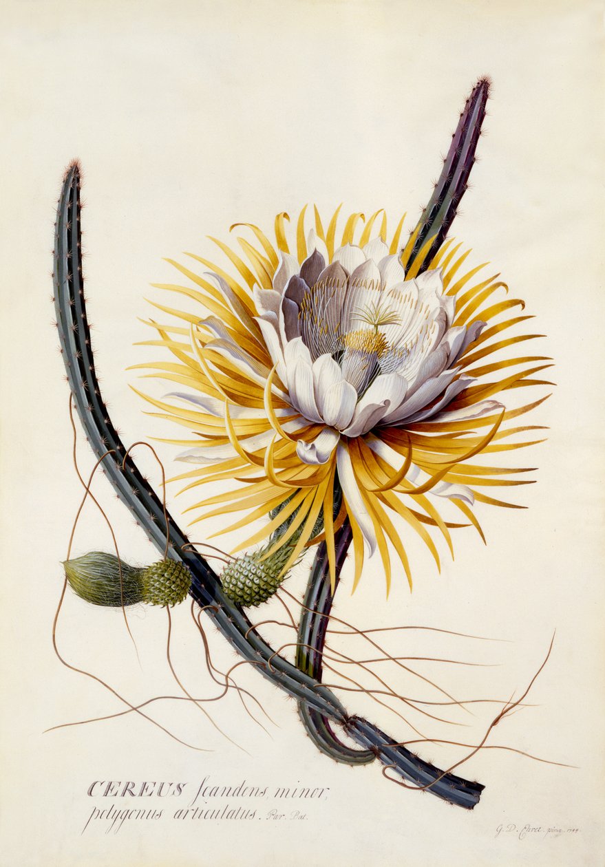 Cereus, Reina de la Noche, c.1744 de Georg Dionysius Ehret