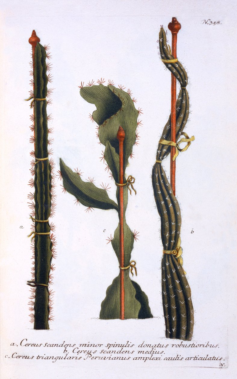 Cereus scandens minor, Cereus scandens medeus y triangularis Peruvianus, de 